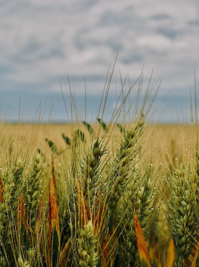 green wheat growing in field