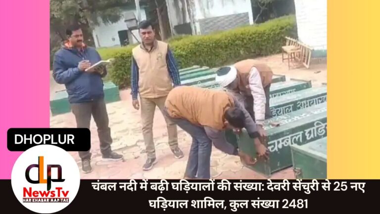 चंबल नदी में बढ़ी घड़ियालों की संख्या: देवरी सेंचुरी से 25 नए घड़ियाल शामिल, कुल संख्या 2481