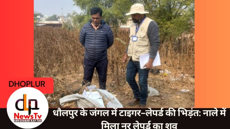 धौलपुर के जंगल में टाइगर-लेपर्ड की भिड़ंत: नाले में मिला नर लेपर्ड का शव