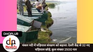 चंबल नदी में घड़ियाल संरक्षण को बढ़ावा: देवरी केंद्र से 32 नए घड़ियाल छोड़े, कुल संख्या 2500 पार