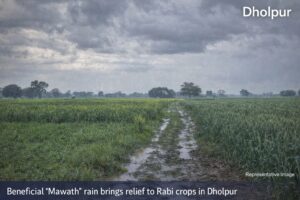 धौलपुर में मावठ की बारिश से किसानों को बड़ी राहत, रबी फसलों को मिलेगा सीधा लाभ