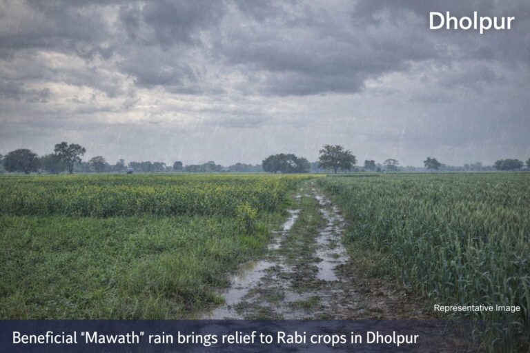 धौलपुर में मावठ की बारिश से किसानों को बड़ी राहत, रबी फसलों को मिलेगा सीधा लाभ