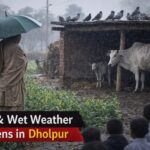 धौलपुर में लगातार बिगड़ा मौसम, बारिश से बढ़ी सर्दी और किसानों की चिंता